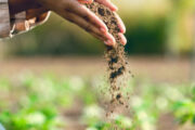 Farmer, hands and agriculture with soil, dirt or dust for plants, growth or farming closeup. Black woman, land and farm with field, earth or nutrition of ground for sustainability, fertility and zoom