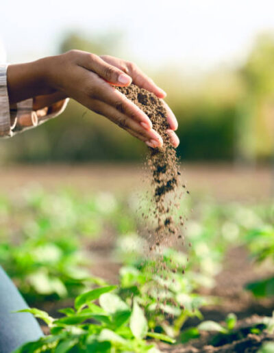 Farmer, hands and agriculture with soil, dirt or dust for plants, growth or farming closeup. Black woman, land and farm with field, earth or nutrition of ground for sustainability, fertility and zoom